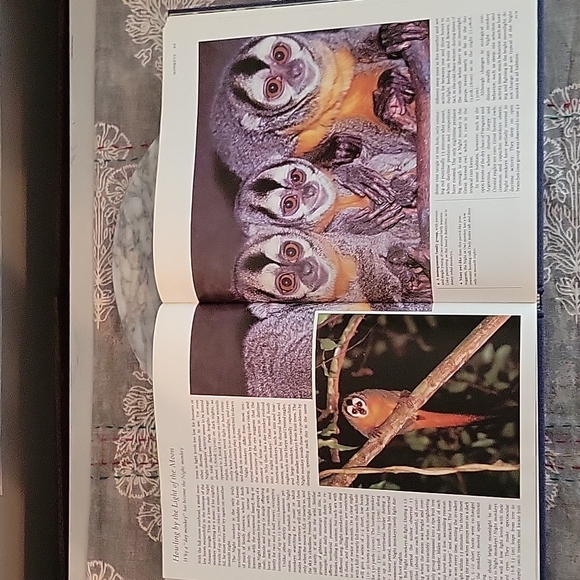 Vintage | 1984 All the World's Animals | Primates Book - Picture 7 of 7